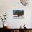 Highland Bull in Snow, Conservation Grazing on Arnside Knott, Cumbria, England-Steve & Ann Toon-Stretched Canvas displayed on a wall