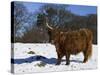 Highland Bull in Snow, Conservation Grazing on Arnside Knott, Cumbria, England-Steve & Ann Toon-Stretched Canvas