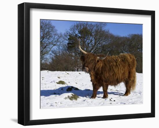 Highland Bull in Snow, Conservation Grazing on Arnside Knott, Cumbria, England-Steve & Ann Toon-Framed Photographic Print