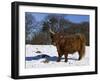 Highland Bull in Snow, Conservation Grazing on Arnside Knott, Cumbria, England-Steve & Ann Toon-Framed Photographic Print