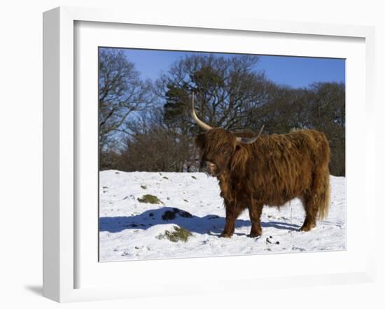 Highland Bull in Snow, Conservation Grazing on Arnside Knott, Cumbria, England-Steve & Ann Toon-Framed Photographic Print