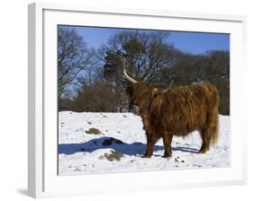 Highland Bull in Snow, Conservation Grazing on Arnside Knott, Cumbria, England-Steve & Ann Toon-Framed Photographic Print