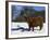 Highland Bull in Snow, Conservation Grazing on Arnside Knott, Cumbria, England-Steve & Ann Toon-Framed Photographic Print