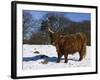 Highland Bull in Snow, Conservation Grazing on Arnside Knott, Cumbria, England-Steve & Ann Toon-Framed Photographic Print