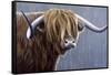 Highland Bull Rainy Day-Jeremy Paul-Framed Stretched Canvas