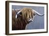 Highland Bull Rainy Day-Jeremy Paul-Framed Premium Giclee Print