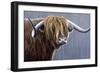 Highland Bull Rainy Day-Jeremy Paul-Framed Premium Giclee Print
