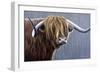 Highland Bull Rainy Day-Jeremy Paul-Framed Giclee Print