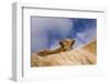 Highland Calf (Bos Taurus) Looking Over The Back Of Its Mother, Tiree, Scotland Uk. May 2006-Niall Benvie-Framed Photographic Print