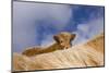 Highland Calf (Bos Taurus) Looking Over The Back Of Its Mother, Tiree, Scotland Uk. May 2006-Niall Benvie-Mounted Photographic Print