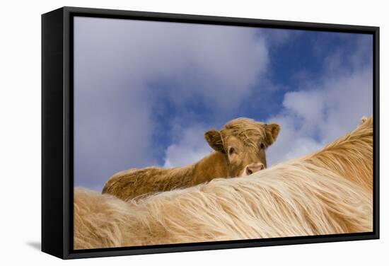 Highland Calf (Bos Taurus) Looking Over The Back Of Its Mother, Tiree, Scotland Uk. May 2006-Niall Benvie-Framed Stretched Canvas