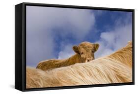 Highland Calf (Bos Taurus) Looking Over The Back Of Its Mother, Tiree, Scotland Uk. May 2006-Niall Benvie-Framed Stretched Canvas