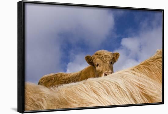 Highland Calf (Bos Taurus) Looking Over The Back Of Its Mother, Tiree, Scotland Uk. May 2006-Niall Benvie-Framed Photographic Print