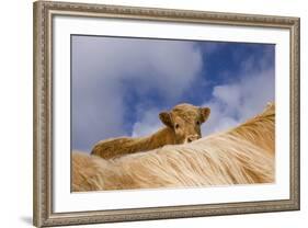 Highland Calf (Bos Taurus) Looking Over The Back Of Its Mother, Tiree, Scotland Uk. May 2006-Niall Benvie-Framed Photographic Print