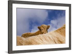 Highland Calf (Bos Taurus) Looking Over The Back Of Its Mother, Tiree, Scotland Uk. May 2006-Niall Benvie-Framed Photographic Print