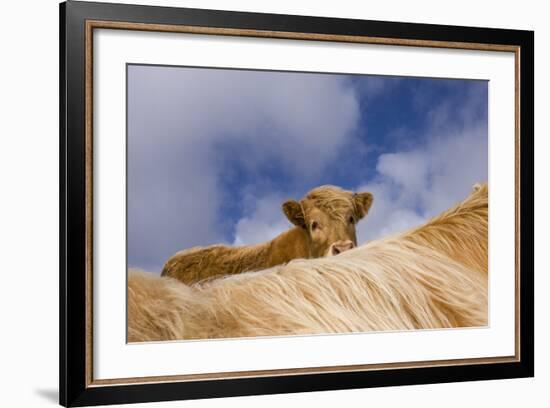 Highland Calf (Bos Taurus) Looking Over The Back Of Its Mother, Tiree, Scotland Uk. May 2006-Niall Benvie-Framed Photographic Print