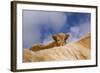 Highland Calf (Bos Taurus) Looking Over The Back Of Its Mother, Tiree, Scotland Uk. May 2006-Niall Benvie-Framed Photographic Print