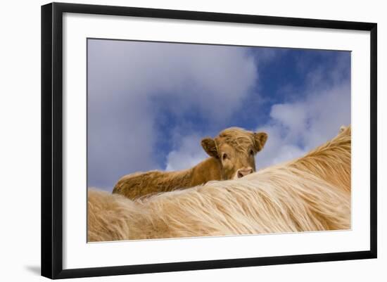 Highland Calf (Bos Taurus) Looking Over The Back Of Its Mother, Tiree, Scotland Uk. May 2006-Niall Benvie-Framed Photographic Print