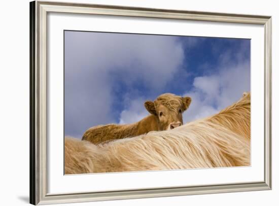Highland Calf (Bos Taurus) Looking Over The Back Of Its Mother, Tiree, Scotland Uk. May 2006-Niall Benvie-Framed Photographic Print