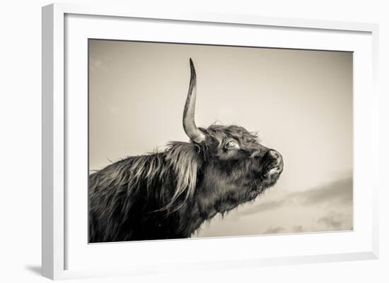 Highland Cattle 2-Mark Gemmell-Framed Photographic Print