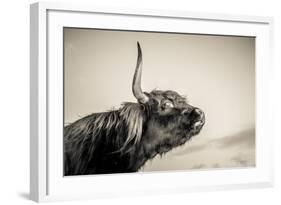 Highland Cattle 2-Mark Gemmell-Framed Photographic Print