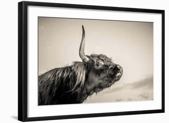 Highland Cattle 2-Mark Gemmell-Framed Photographic Print