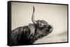 Highland Cattle 2-Mark Gemmell-Framed Stretched Canvas