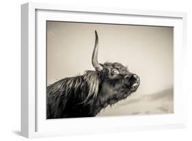 Highland Cattle 2-Mark Gemmell-Framed Photographic Print