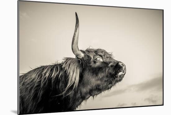 Highland Cattle 2-Mark Gemmell-Mounted Photographic Print
