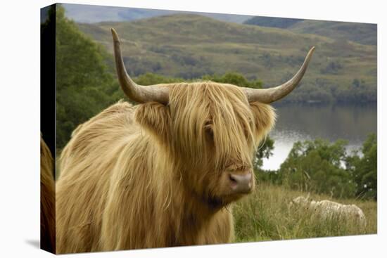 Highland Cattle Above Loch Katrine, Loch Lomond and Trossachs National Park, Stirling, Scotland, UK-Gary Cook-Stretched Canvas