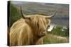 Highland Cattle Above Loch Katrine, Loch Lomond and Trossachs National Park, Stirling, Scotland, UK-Gary Cook-Stretched Canvas