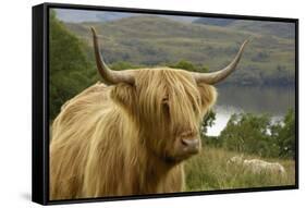 Highland Cattle Above Loch Katrine, Loch Lomond and Trossachs National Park, Stirling, Scotland, UK-Gary Cook-Framed Stretched Canvas