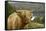 Highland Cattle Above Loch Katrine, Loch Lomond and Trossachs National Park, Stirling, Scotland, UK-Gary Cook-Framed Stretched Canvas