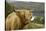 Highland Cattle Above Loch Katrine, Loch Lomond and Trossachs National Park, Stirling, Scotland, UK-Gary Cook-Stretched Canvas