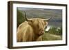 Highland Cattle Above Loch Katrine, Loch Lomond and Trossachs National Park, Stirling, Scotland, UK-Gary Cook-Framed Photographic Print