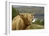 Highland Cattle Above Loch Katrine, Loch Lomond and Trossachs National Park, Stirling, Scotland, UK-Gary Cook-Framed Photographic Print