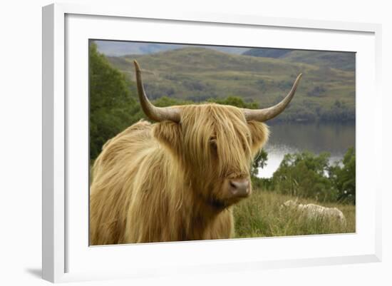 Highland Cattle Above Loch Katrine, Loch Lomond and Trossachs National Park, Stirling, Scotland, UK-Gary Cook-Framed Photographic Print