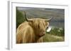 Highland Cattle Above Loch Katrine, Loch Lomond and Trossachs National Park, Stirling, Scotland, UK-Gary Cook-Framed Photographic Print