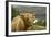 Highland Cattle Above Loch Katrine, Loch Lomond and Trossachs National Park, Stirling, Scotland, UK-Gary Cook-Framed Photographic Print