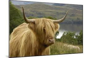 Highland Cattle Above Loch Katrine, Loch Lomond and Trossachs National Park, Stirling, Scotland, UK-Gary Cook-Mounted Photographic Print