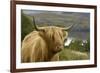 Highland Cattle Above Loch Katrine, Loch Lomond and Trossachs National Park, Stirling, Scotland, UK-Gary Cook-Framed Photographic Print