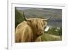 Highland Cattle Above Loch Katrine, Loch Lomond and Trossachs National Park, Stirling, Scotland, UK-Gary Cook-Framed Photographic Print