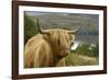 Highland Cattle Above Loch Katrine, Loch Lomond and Trossachs National Park, Stirling, Scotland, UK-Gary Cook-Framed Photographic Print