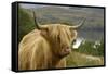 Highland Cattle Above Loch Katrine, Loch Lomond and Trossachs National Park, Stirling, Scotland, UK-Gary Cook-Framed Stretched Canvas