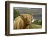 Highland Cattle Above Loch Katrine, Loch Lomond and Trossachs National Park, Stirling, Scotland, UK-Gary Cook-Framed Photographic Print