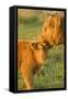 Highland Cattle, Adult with Young-null-Framed Stretched Canvas