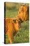 Highland Cattle, Adult with Young-null-Stretched Canvas