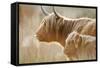 Highland Cattle Adult with Young-null-Framed Stretched Canvas