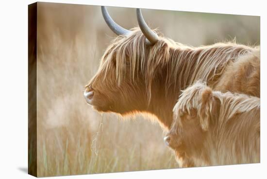 Highland Cattle Adult with Young-null-Stretched Canvas