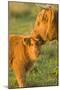 Highland Cattle, Adult with Young-null-Mounted Photographic Print